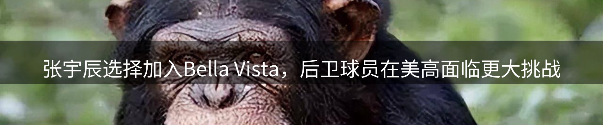 公司观察