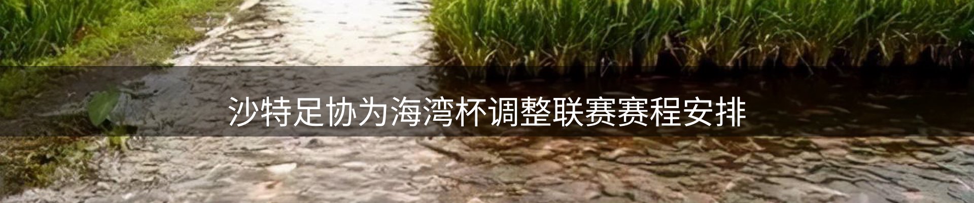 公司观察