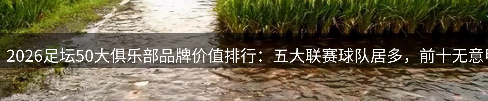公司观察